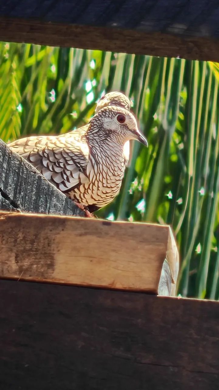 Honor Magic 7 pro - Foto 4