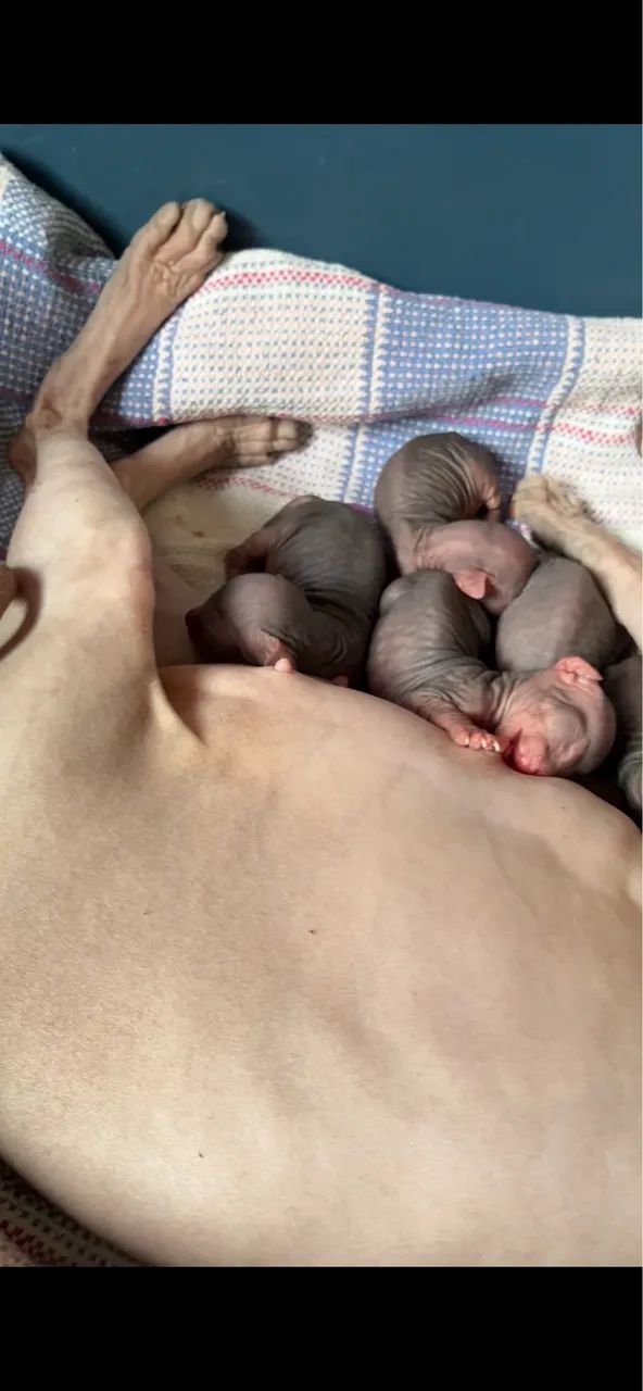Gato Sphynx (gato sem pelo)  - Foto 2