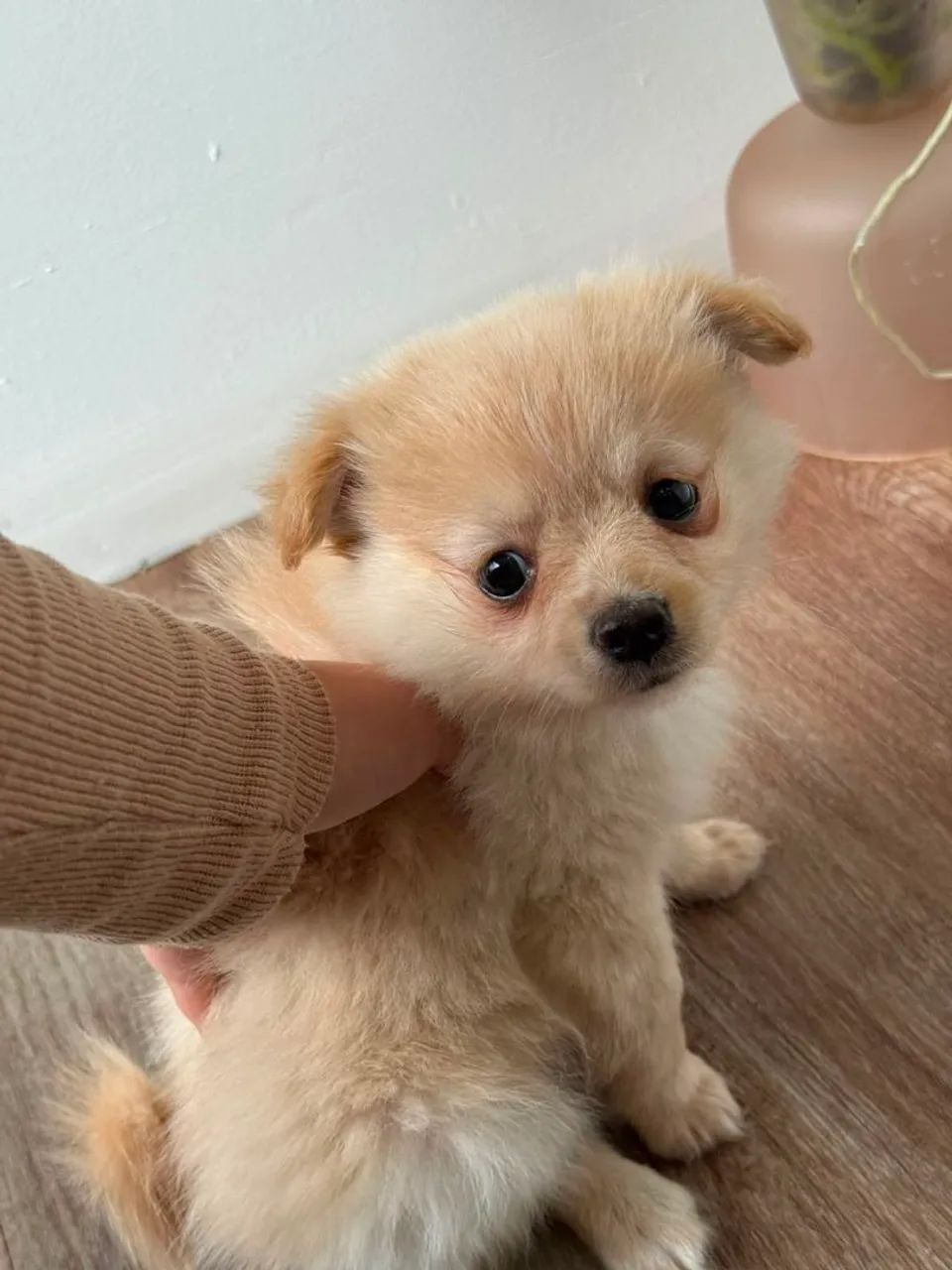 Lulu/spitz - Foto 4