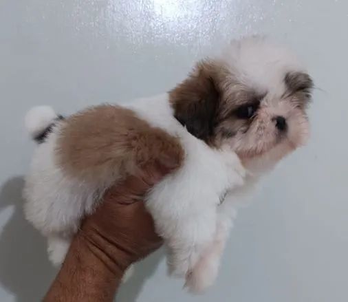 Shih Tzu disponível  - Foto 2
