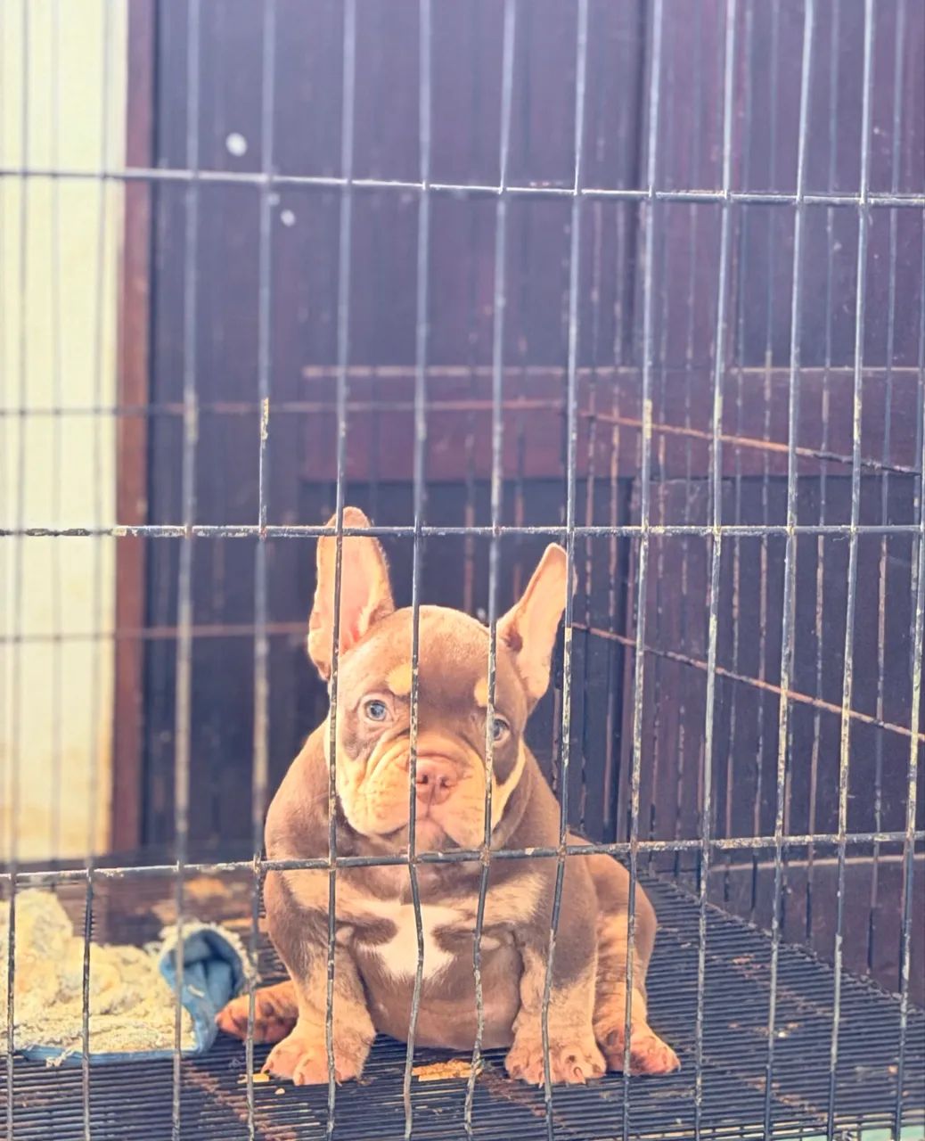 American Bully fêmeas  - Foto 2