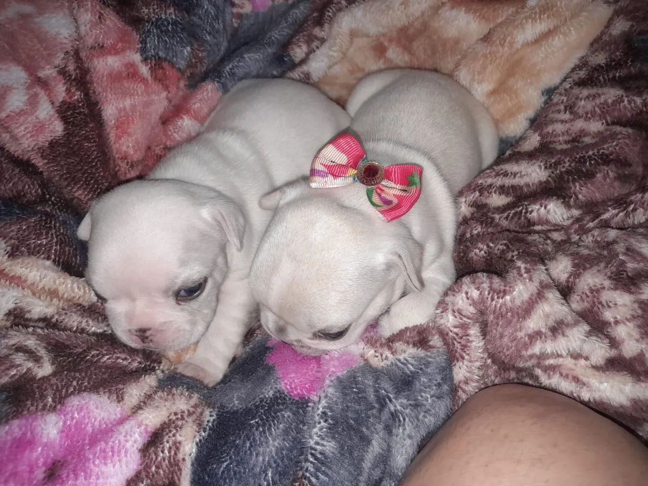 Filhotes de Buldogue Francês  - Foto 5