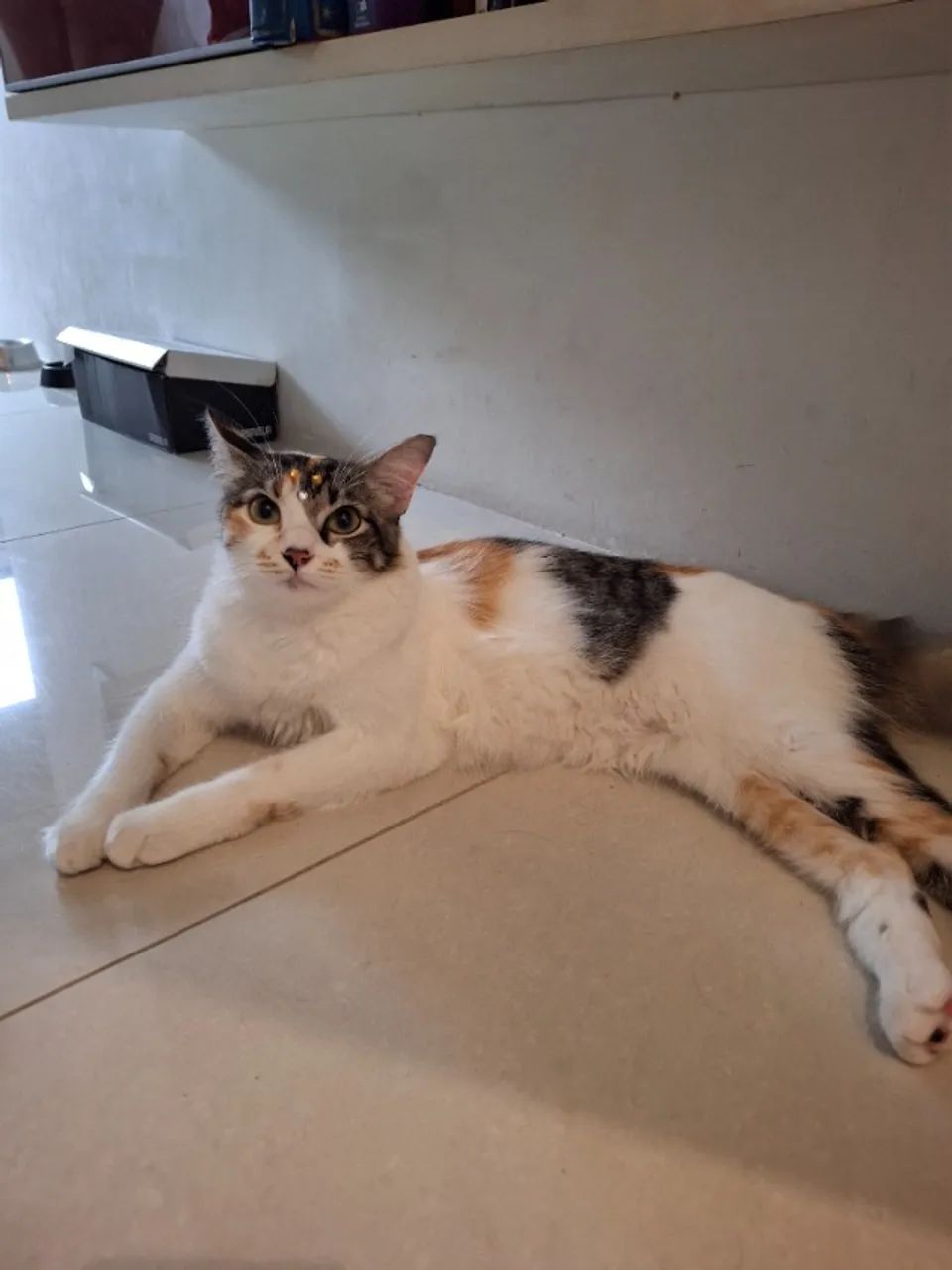 Gato - Foto 3