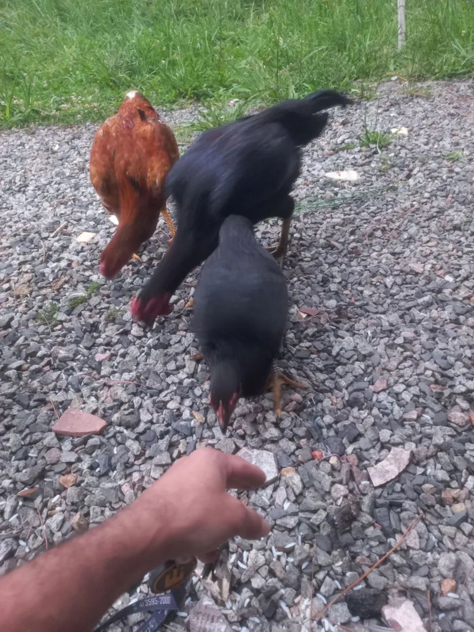 Galo caipira, dócil come na mão.