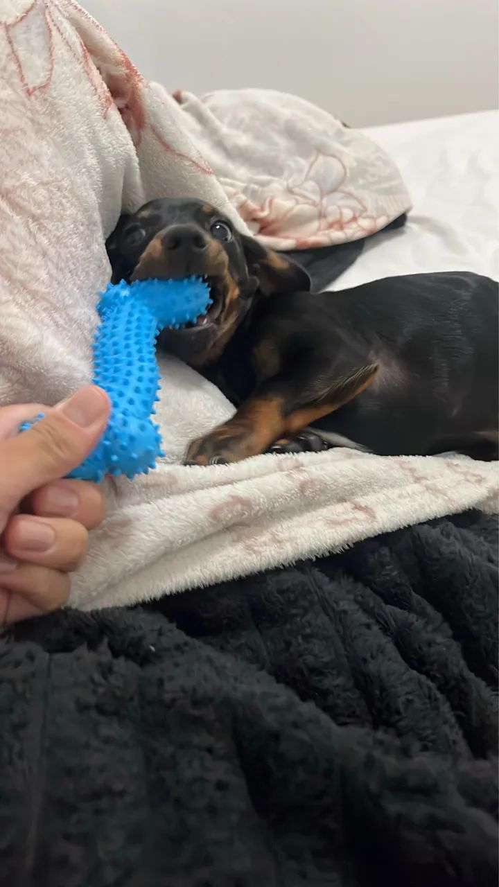 Dachshund - Foto 4
