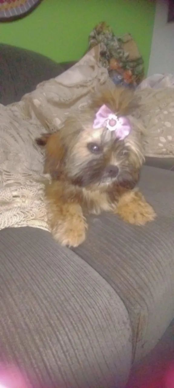 Princesa maravilhosa, porte pequeno