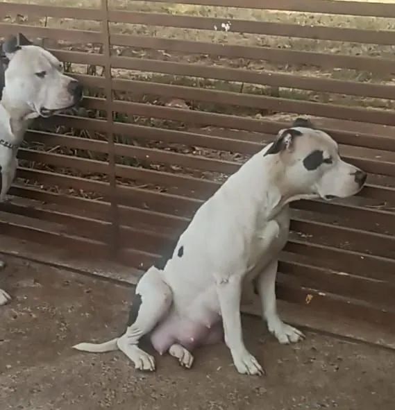 Filhote de Pit Bull American Staffordshire puro - Foto 6