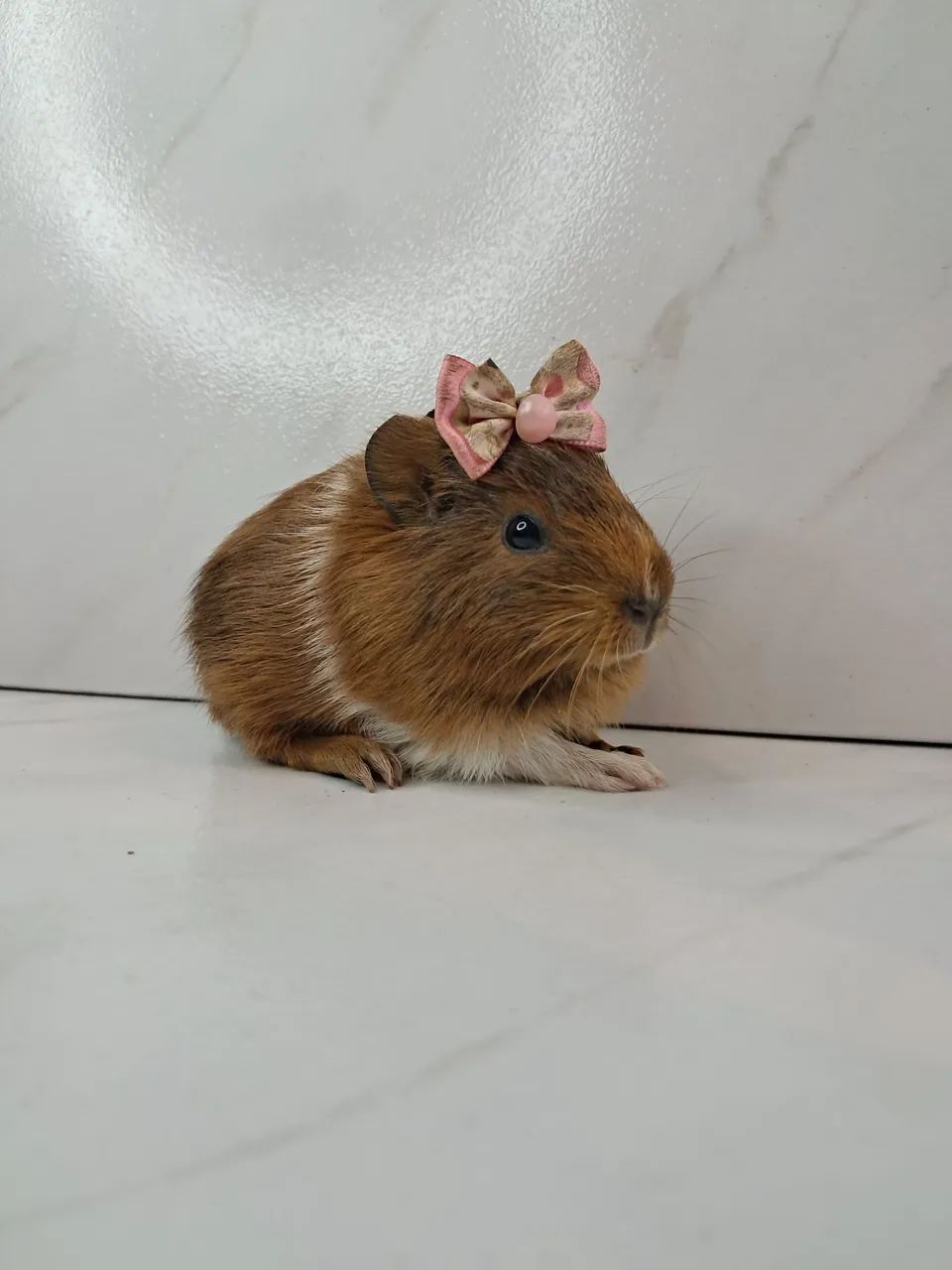 Porquinho da india - Foto 2