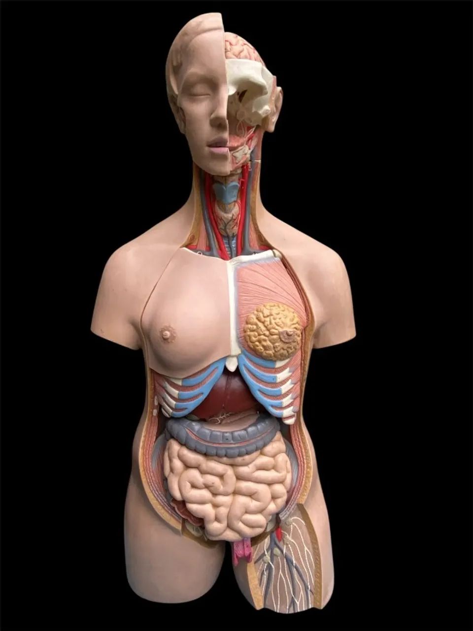 Torso Humano Anatômico De 85 Cm Em 11 Partes - Foto 4