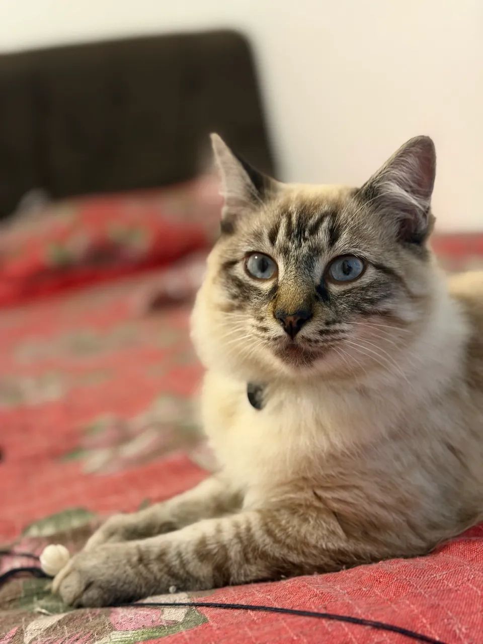 Ragdoll macho 9 meses  - Foto 2