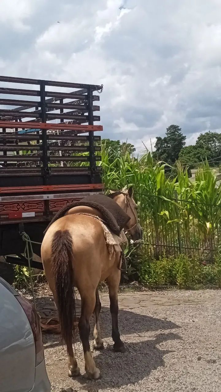 vende-se égua  - Foto 3