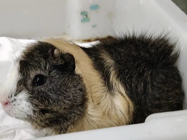 Doação de porquinha da índia  - Foto 3