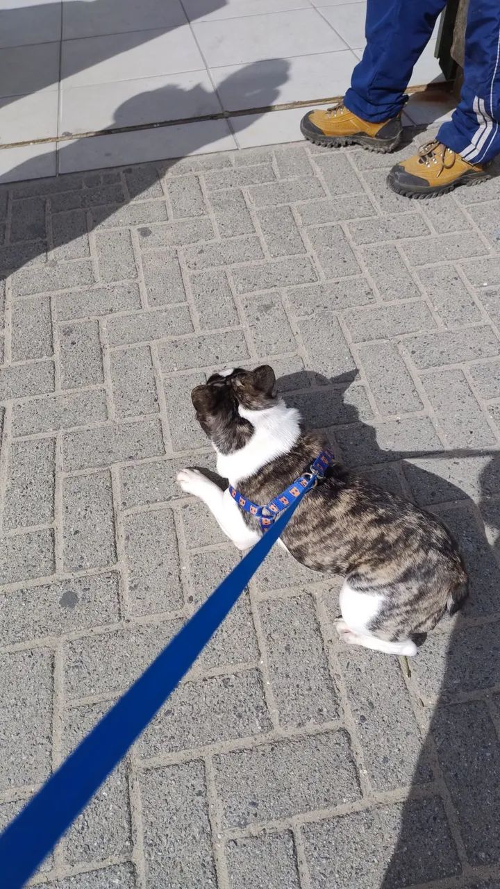 Bulldog Francês  - Foto 3