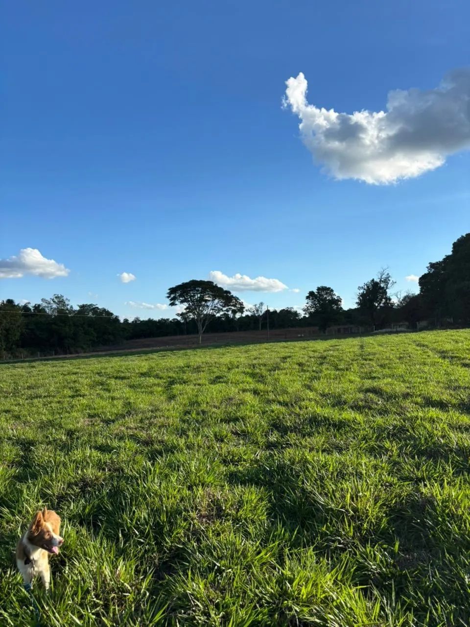 Vende se FAZENDA  - Foto 4