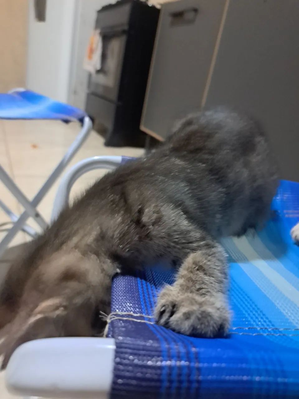 Gato macho de 4 meses  - Foto 2