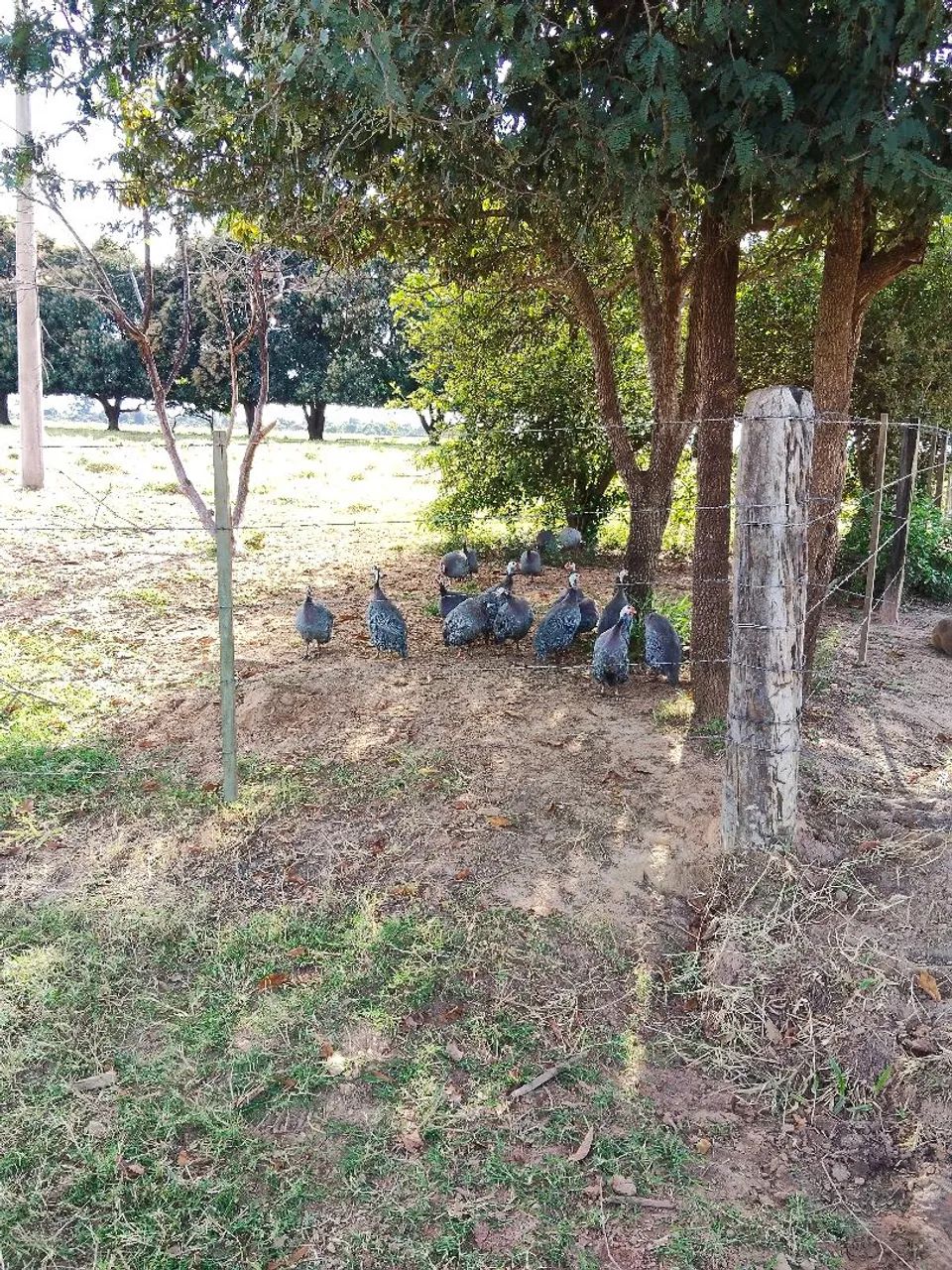 Vendo angolas  - Foto 3