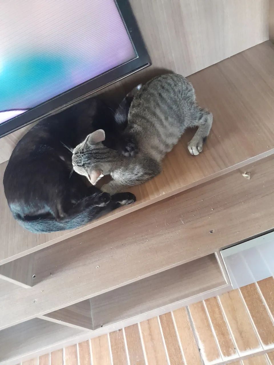 Adoção de Gatinha - Foto 3