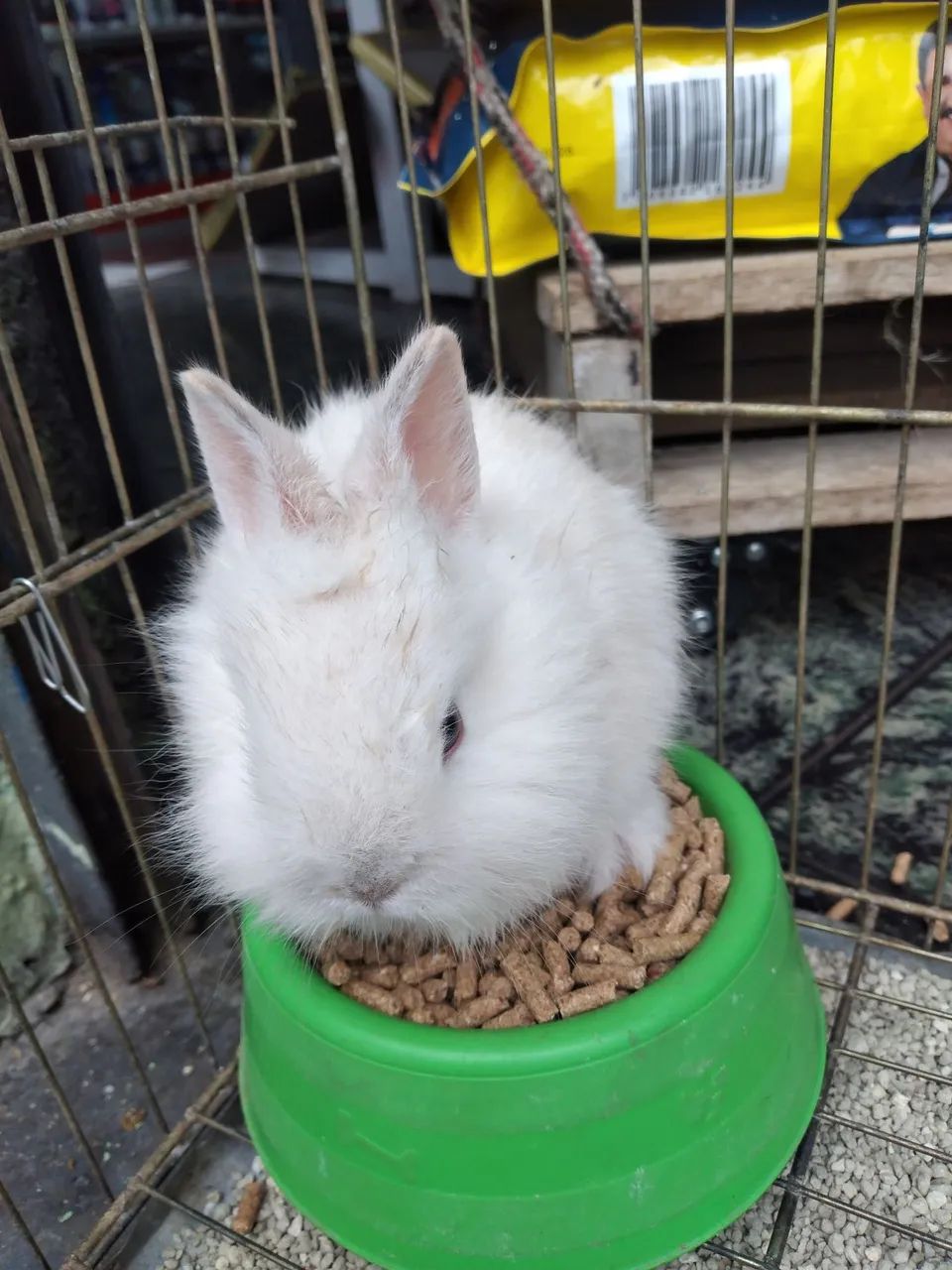 Coelhos filhotes mestiça Lion c / mini rex - Foto 2