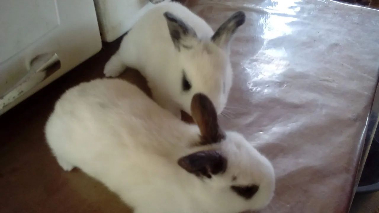Coelhos Mini e também comuns - Foto 4