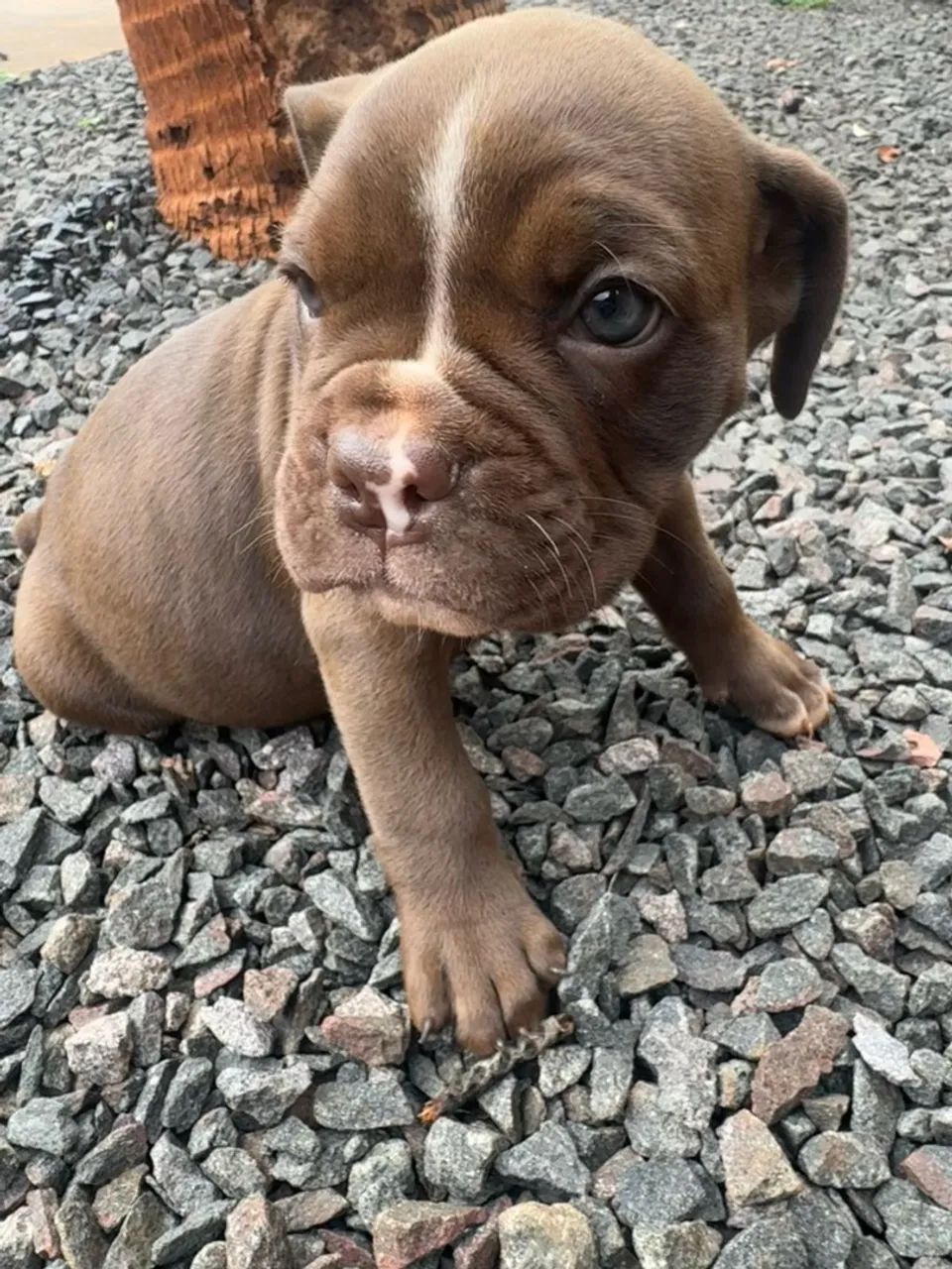 Buldogue campeiro  - Foto 2