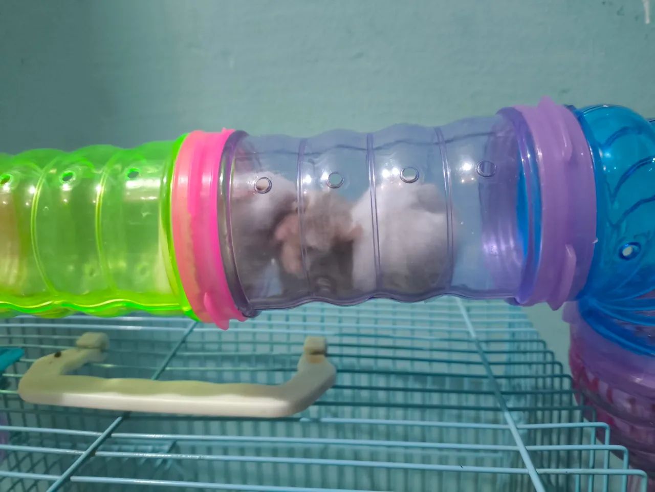Hamster anão russo - Foto 4