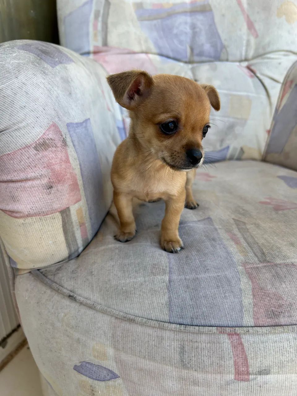 Pinscher zero aceito proposta  - Foto 4