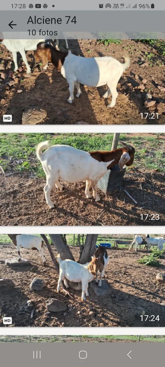 Cabritos Boer  - Foto 4