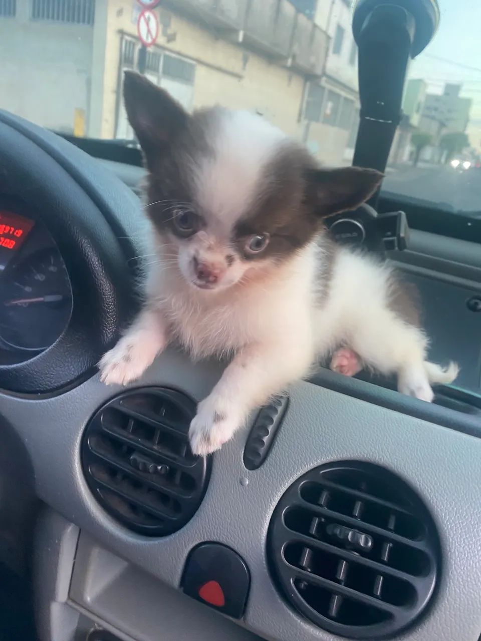 Cachorro 
