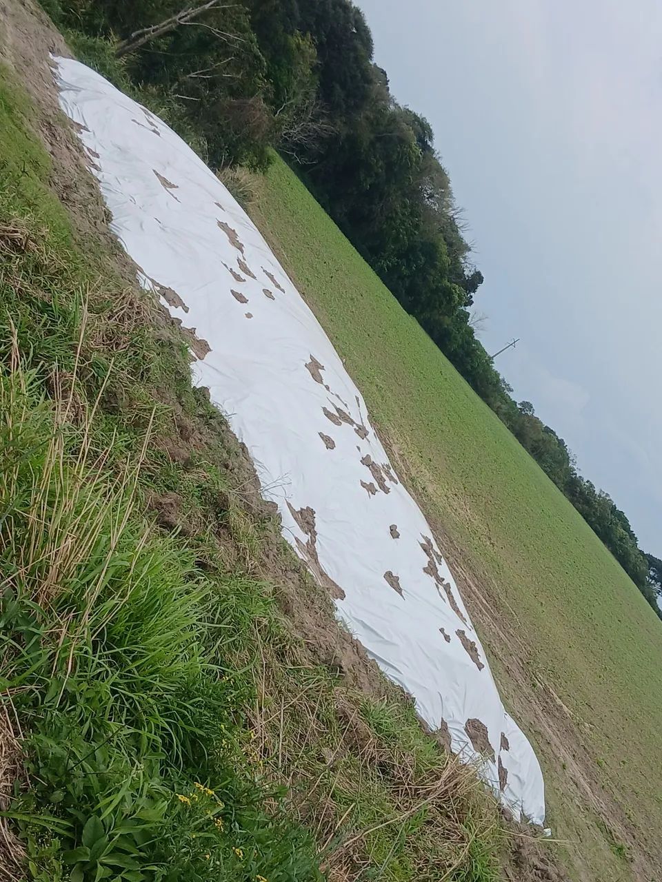 Silagen
