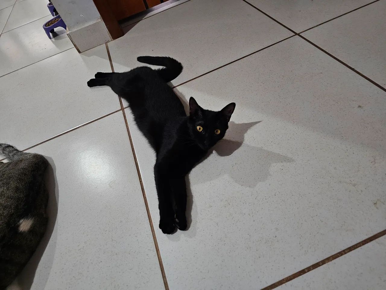 Gatas pra doação  - Foto 4