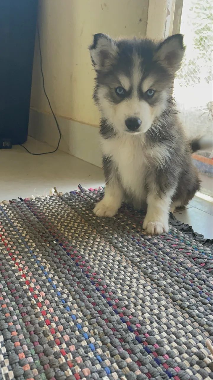 Husky siberiano  - Foto 4