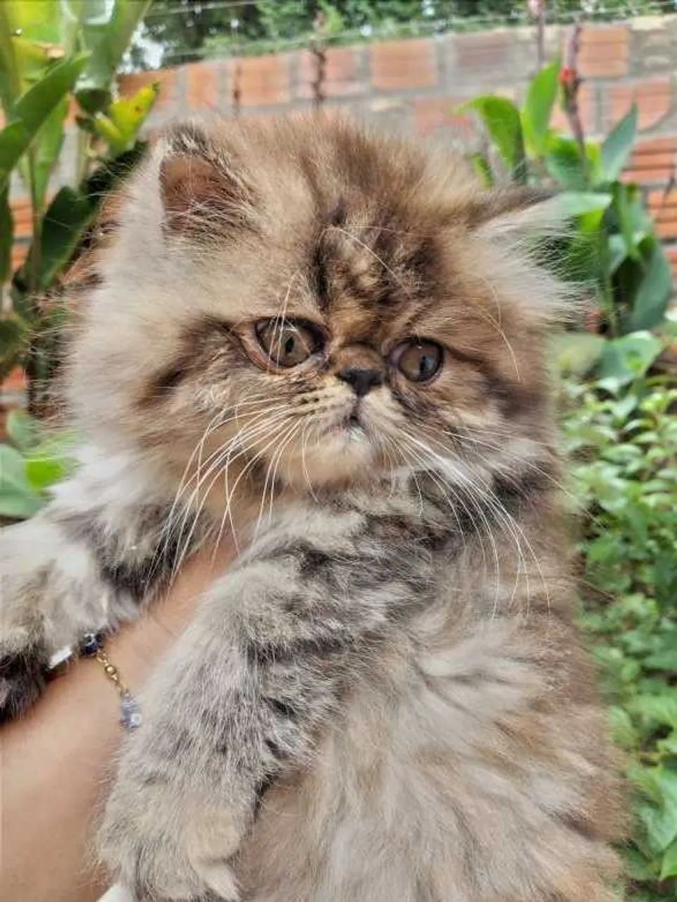 Gato Persa lindos filhotinhos com padrão profissional