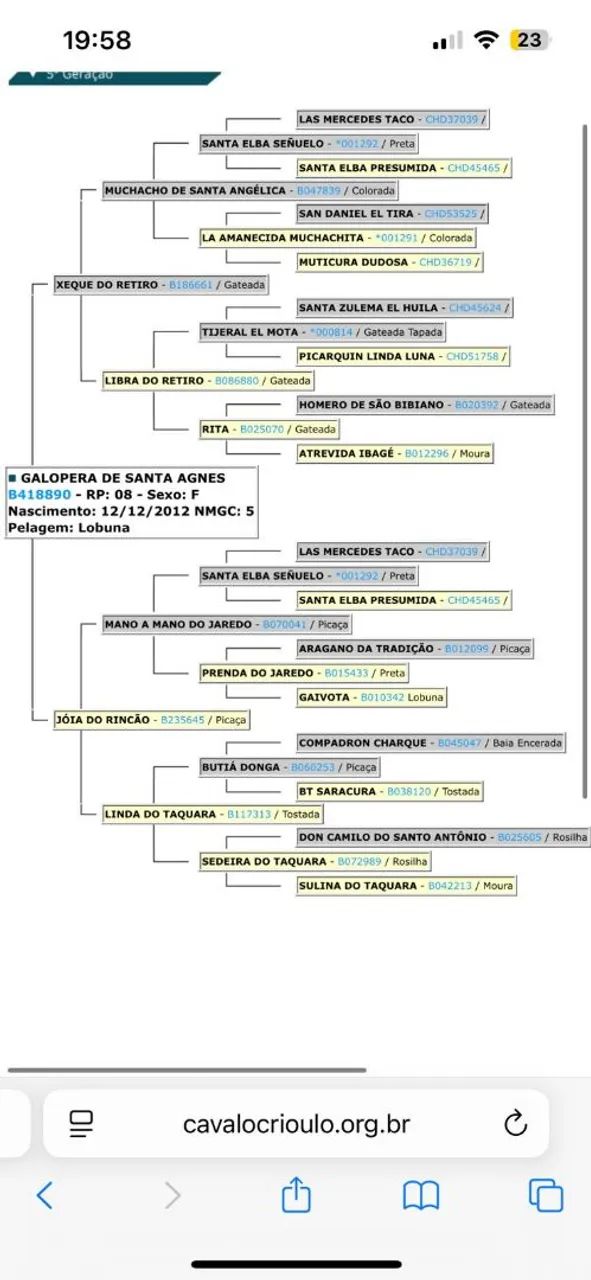 Égua e Potro