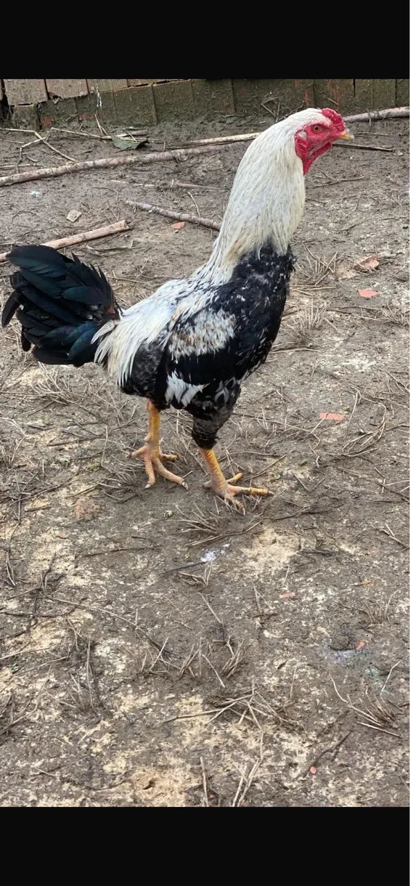 Galo