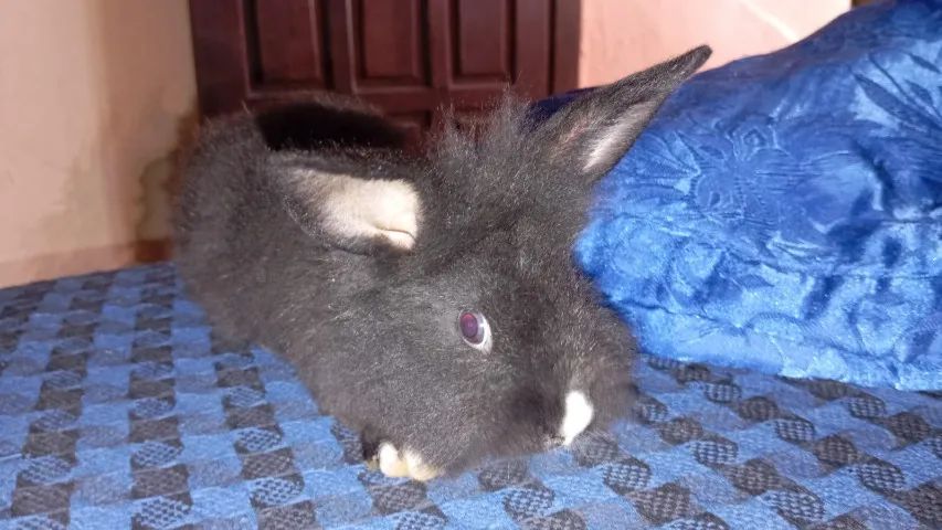 Filhote de Coelho da Raça Mini Lion - Foto 6