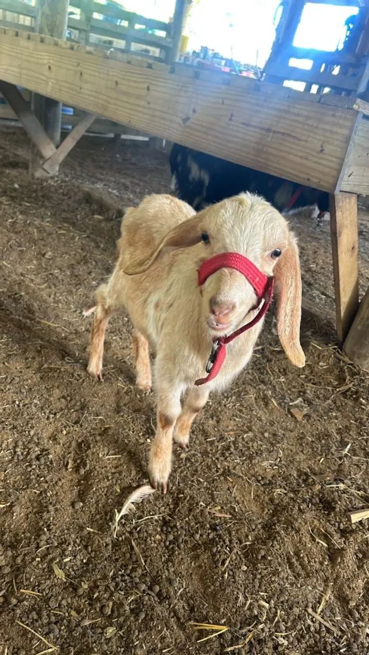 Vendo Cabras - Foto 3