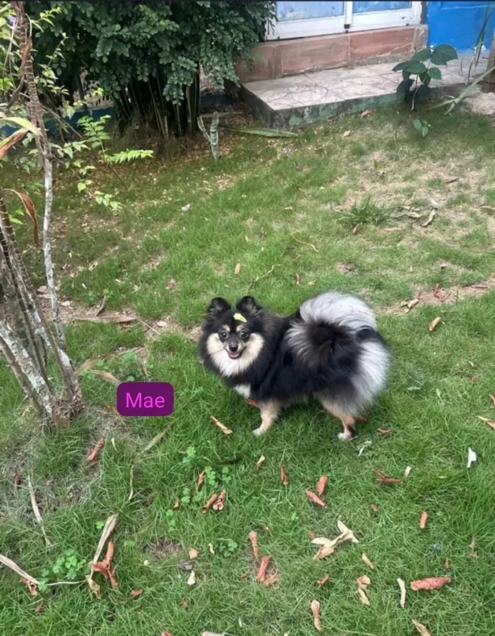 Spitz alemao macho  - Foto 5