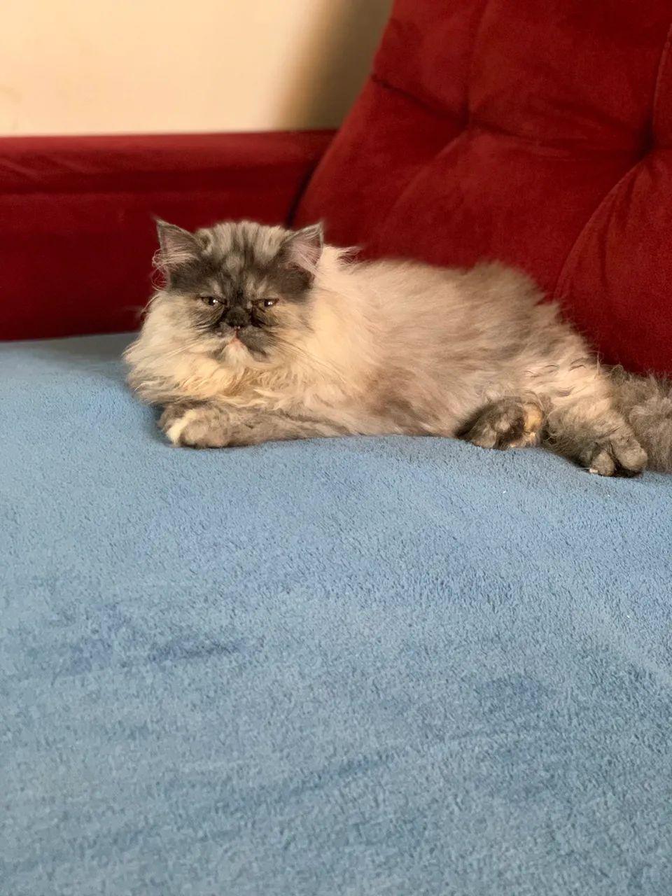 ÚLTIMA FÊMEA PERSA DISPONÍVEL 