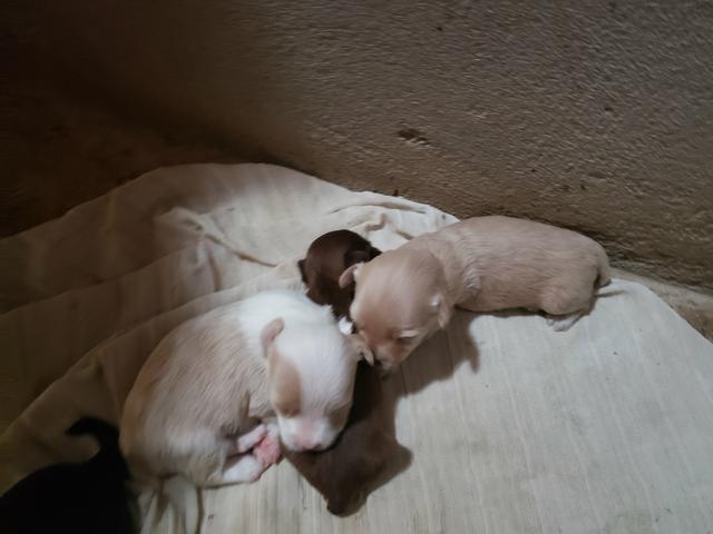Cachorrinhos poodle e piquinês - Foto 4