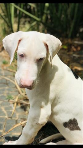 Filhote Dogue alemão - Foto 6