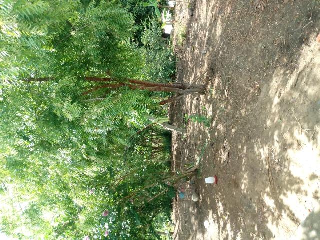 Fazenda monte sinai - Foto 3