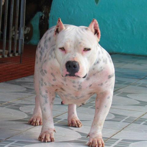 Filhotes de AMERICAN BULLY - Foto 2