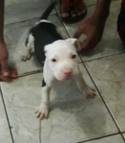 Cachorro Pit bull