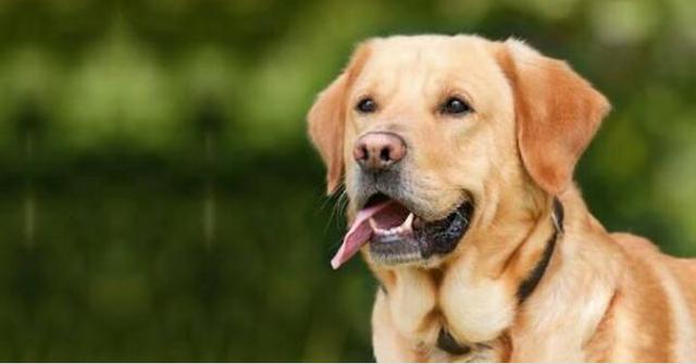 Filhote de Labrador de 1,500 por menos de 100R$ - Foto 2