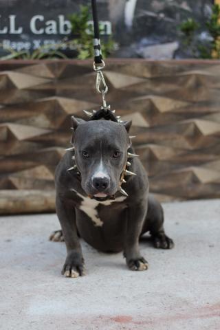 American Bully - Foto 3