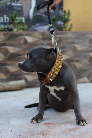 American Bully - Foto 2