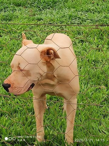 Cao - Foto 4