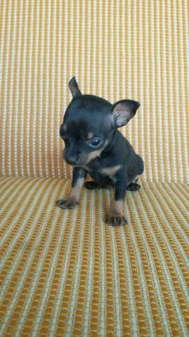 Miniatura de pinscher 0 - Foto 2