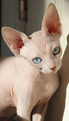 Sphynx DISPONÍVEIS 