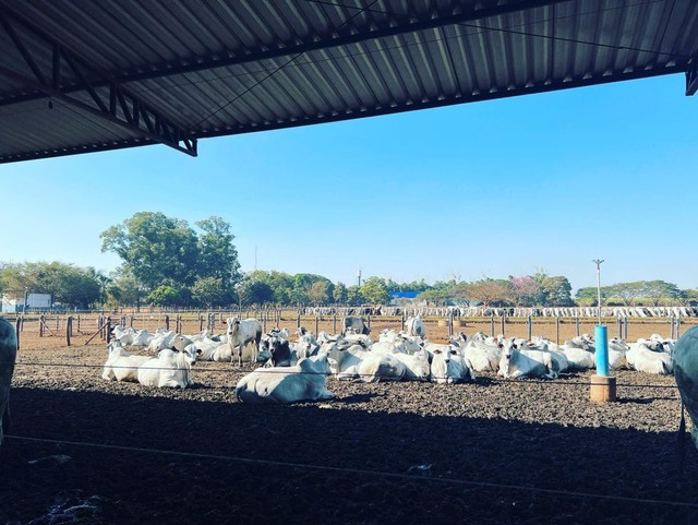 Gado disponível  - Foto 6